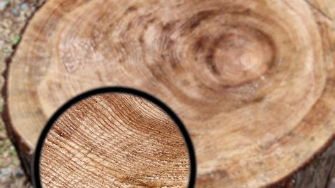 
Tree rings and magnifying glass