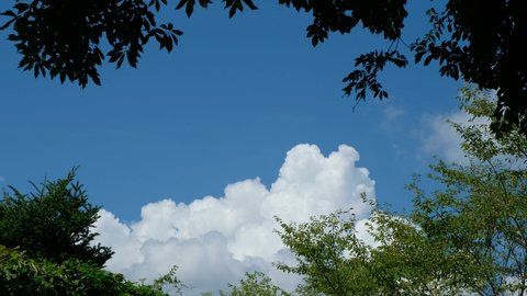 Midsummer Sky and Greenery
cumulonimbus clouds