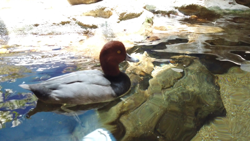 Duck floating in water. 4K Close Up - 60p
