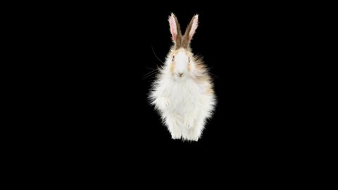 Rabbit Dancing CG fur, 3d rendering,Animation Loop, animal realistic CGI VFX. composition 3d mapping, cartoon, Included in the end of the clip with Alpha matte.