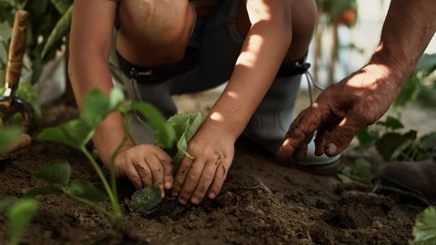 Tracking video of little boy planting seedlings with his grandfather. Shot with RED helium camera in 8K.