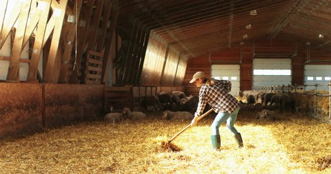 Caucasian young pretty woman shepherd cleaning hay with pitchfork in stable with sheep. Good-looking female farmer clean barn after cattle. Livestock shed. Working at animals farm.