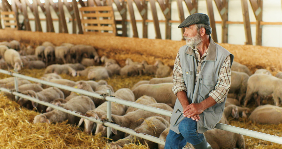 Portrait of Caucasian old gray-haired man shepherd with beard sitting in barn with sheep flock on background and smiling to camera. Senior male farmer in livestock stable. Animals farming concept.