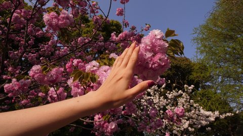 Woman gently move hand over beautiful flowers of cherry tree, closeup shot of arm and blossoming cluster on branch. Tourist girl enjoy hanami time at Tokyo at middle of spring