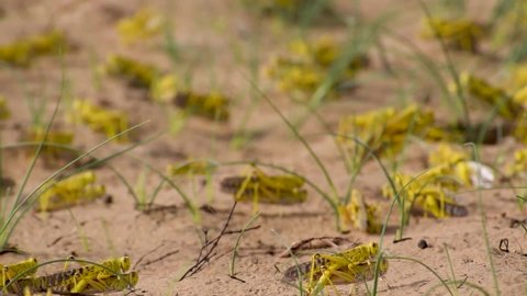 Close-up of an Migratory locust swarm sitting on desert.Locusts are related to grasshoppers