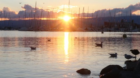 Sunset over the lake. Seagull and coots perching at sunset. Black headed gulls and common coots standing on rocks and swimming in summer. Chroicocephalus ridibundus. Lake Geneva, Switzerland.
