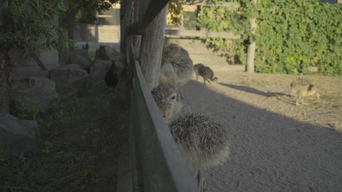A flock of baby ostriches walking in the aviary. Young ostriches eating outside.