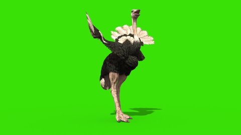 Ostrich Idle Green Screen Loop 3D Rendering Animation