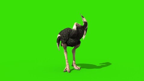 Ostrich Die Green Screen Front 3D Rendering Animation