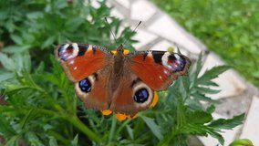 4k video of European peacock butterfly - Aglais io