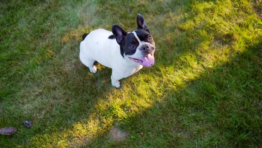 portrait of a funny french bulldog dog sitting on the lawn. pet is resting, walking or walking on the grass in the park or in the yard. Back yard. green home security background. sunset, sunbeam. Royalty-Free Stock Footage #1058449144