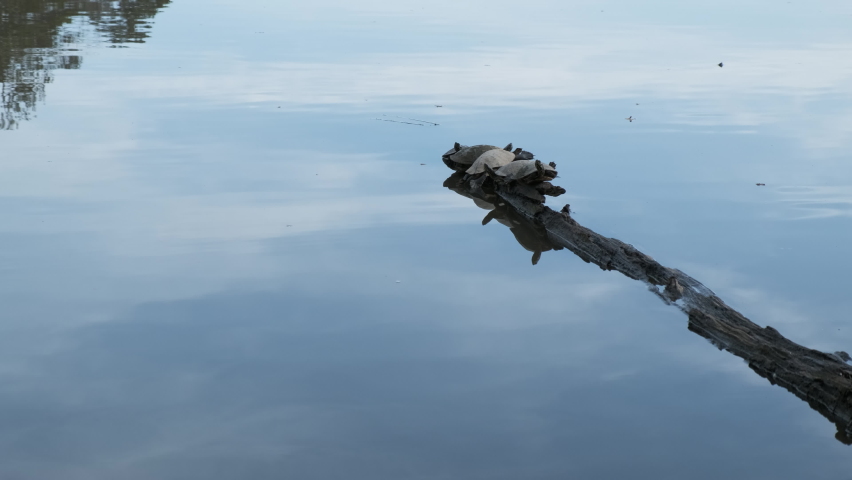 turtles on a log in lake
