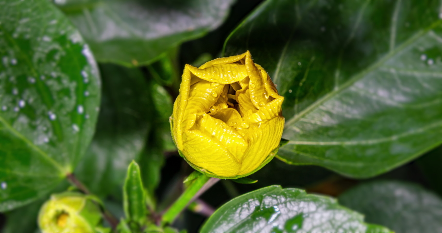 Time lapse of a yellow blooming hibiscus flower. A hibiscus flower blooms. The bud opens and blooms into a large yellow flower. Detailed macro time lapse of a blooming flower. Hibiscus bloom Royalty-Free Stock Footage #1058450995