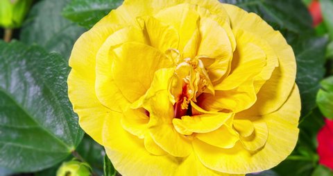 Time lapse of a yellow blooming hibiscus flower. A hibiscus flower blooms. The bud opens and blooms into a large yellow flower. Detailed macro time lapse of a blooming flower. Hibiscus bloom
