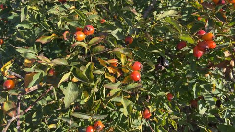 Branches with fruits of Rose Hip, Rose Hip Bush