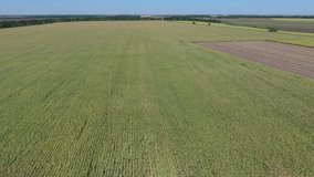 The harvest is ripening in the corn field. View from above. Drone video. Flying over the cornfield