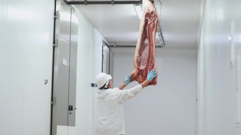 Meat production and food industry, worker moves a suspended pig carcass, meat processing plant, back view.