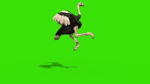 Ostrich Attacks Green Screen Loop Side 3D Rendering Animation