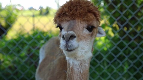 beautiful alpaca is looking straight into the lens