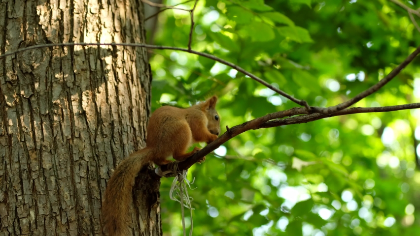 Red squirrel on tree in park, in a natural environment. Royalty-Free Stock Footage #1058460187
