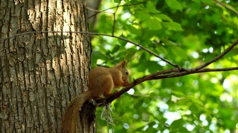 Red squirrel on tree in park, in a natural environment.
