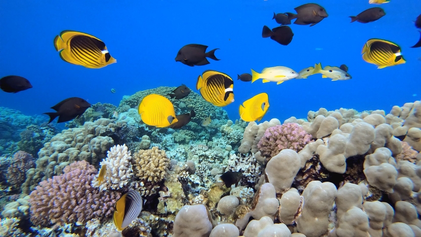 Underwater Tropical Fish and Coral Garden. Tropical underwater sea fishes. Underwater fish reef marine. Tropical colourful seascape. Underwater reef. Reef coral scene. Coral garden seascape. | Shutterstock HD Video #1058461558
