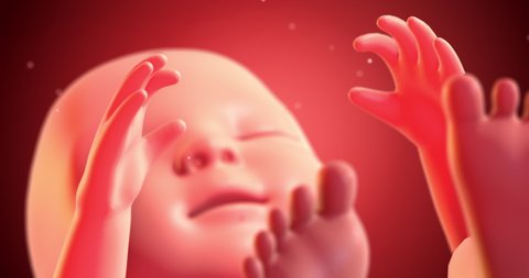 Human Baby Fetus Inside Of A Womb.   Slowly Moving. Science And Health Related / 3D Animation