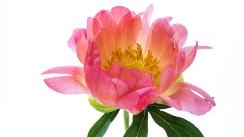 Timelapse of pink peony flower blooming on white background. Blooming peony flower open, time lapse, close-up. Wedding backdrop, Valentine's Day concept. 4K UHD video timelapse