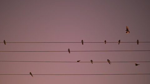 Birds sitting on wires, silhouettes of birds fly away into the distance at sunset, to warm countries. Migration, resettlement. Slow motion shot. High quality 4k footage