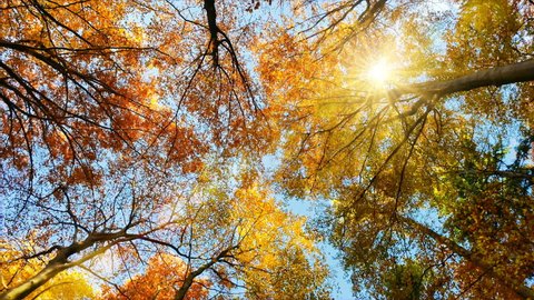 Tree canopy in autumn, rotating footage, with falling leaves, blue sky and the sun beautifully shining through the gold foliage