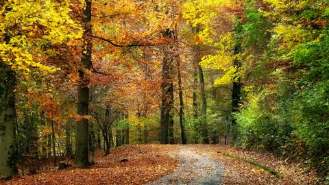 Gently moving on a path through a deciduous forest or park in autumn with colorful foliage on trees and falling with the wind