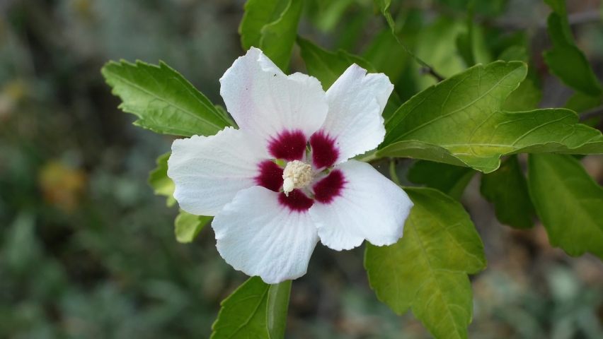 Close-up of a beautiful white mallow flower develops in the wind.
 Royalty-Free Stock Footage #1058475199