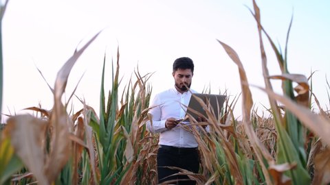 Bottom frame moving with a young businessman walking through the middle of a drought-affected cornfield. The young man has a laptop in his hand and while walking he sends messages.