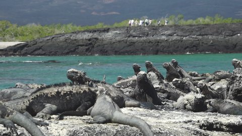 Marine Iguanas Crawling on Rocks with Travellers in the Background on Fernandina Island, Galapagos