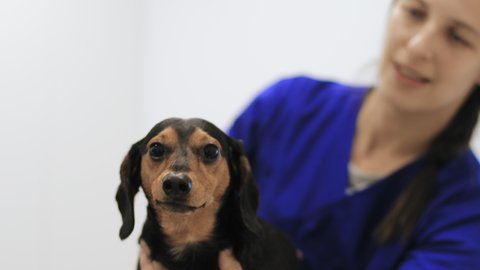 Veterinarian stroking dog / Queijas, Lisbon, Porgal,Animals/Wildlife