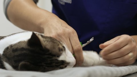 Veterinarian cutting cat's cla/ Queijas, Lisbon, Porgal,Animals/Wildlife