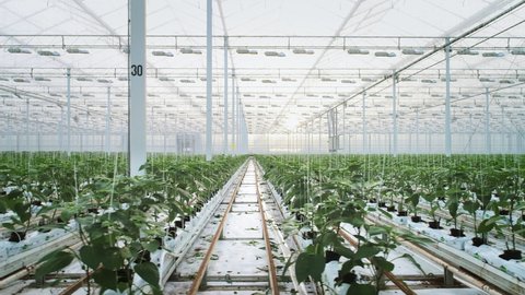Bell peppers in modern greenhouse / Zevenbergen, Zuid-Holland, Netherlands