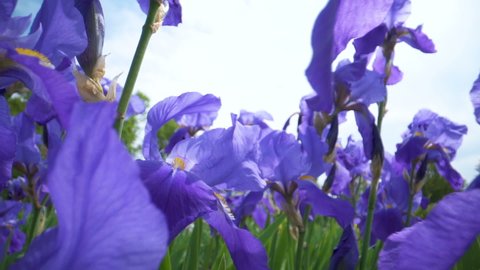 Closer look of the iris flowers in purple color