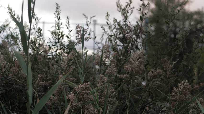 fresh green blooming reeds wave in light wind on swamp under grey cloudy sky on nasty summer day close view slow motion