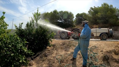 Farmworker spray ecological pesticide in lemon trees. Farmer fumigate in protective suit and mask lemon trees. Man spraying toxic pesticides, pesticide, insecticides 