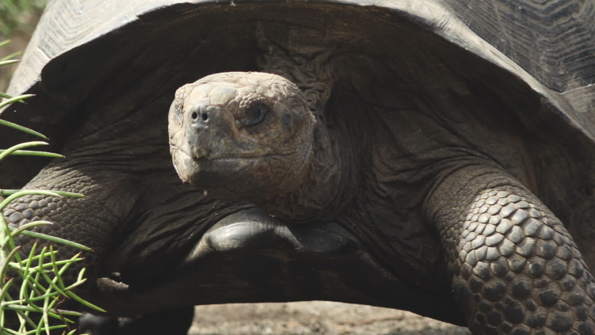 Giant Tortoise Walking Towards Camera Through Foliage in the Galapagos Islands Royalty-Free Stock Footage #1058492605