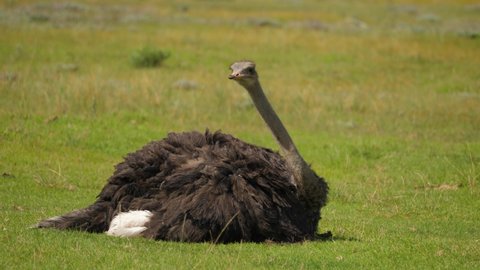 Female ostrich preening and grooming itself on a windy day, Addo Park, South Africa