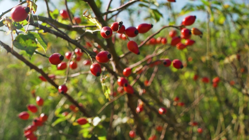 Sun shines on small shrub with red rosehips, closeup detail (Rosa Canina - dog rose - fruits). Used in herbal medicine and as food for being rich in antioxidants and vitamin c Royalty-Free Stock Footage #1058494195