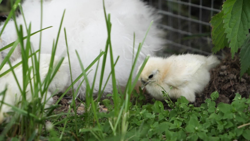 closeup one chicken with his mother playing in dirt, slow-motion