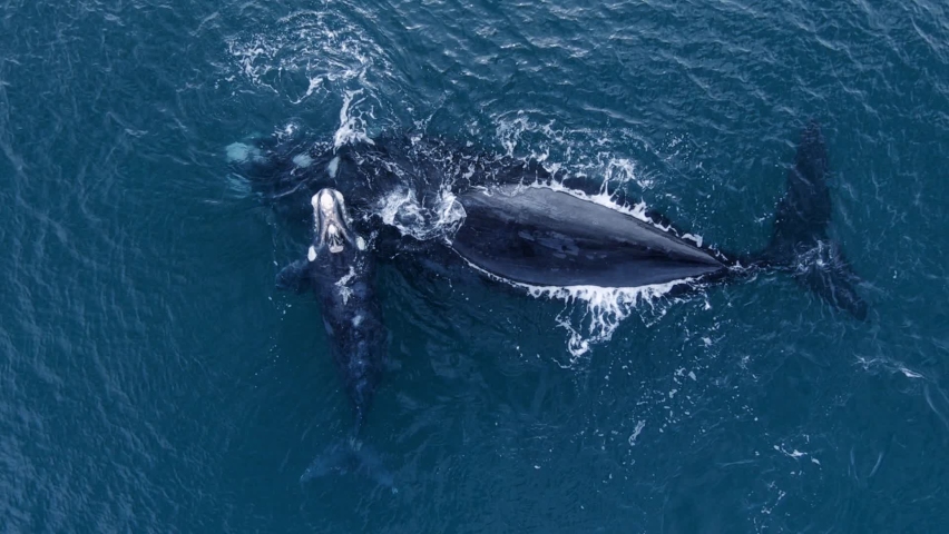 Southern Right Mother Whale Above Surface Of The Blue Ocean With Her Calf. - Slow Motion Royalty-Free Stock Footage #1058495011