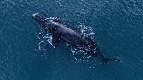 Patagonian Southern Right Whales Spotted Blowing Water In The Surface Of Open Sea In Argentina. - aerial top-down shot