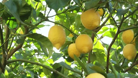 Take a detail of lemon tree with ripe yellow lemons at sunset with sun reflection.