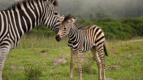 Burchell's Zebras, mother and foal in Addo Elephant National park, foggy day