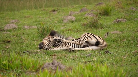 Playful baby Burchell's zebra scratches ear on grass in Addo Elephant National park