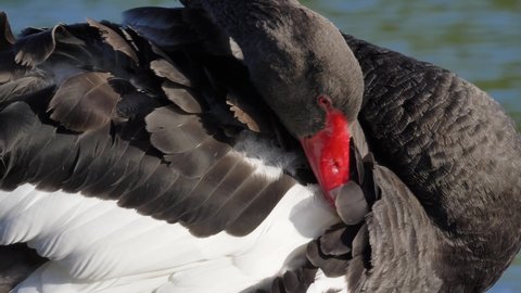 Black Swan Preening Its Feather, Extreme Close Up